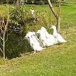 Apartamento Dvorecna *