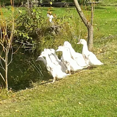 公寓 德沃勒科纳公寓 *