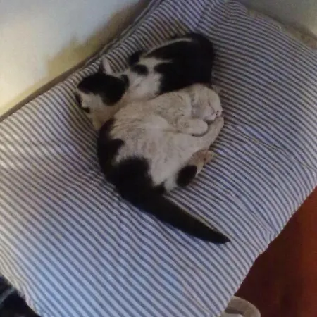 德沃勒科纳公寓 公寓 Loučovice