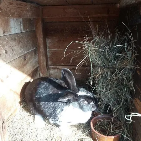 德沃勒科纳公寓 公寓